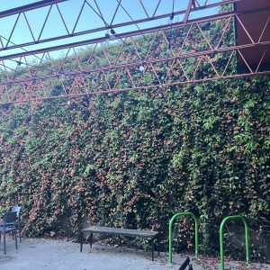 Figure 4. Crossvine blanketing a wall