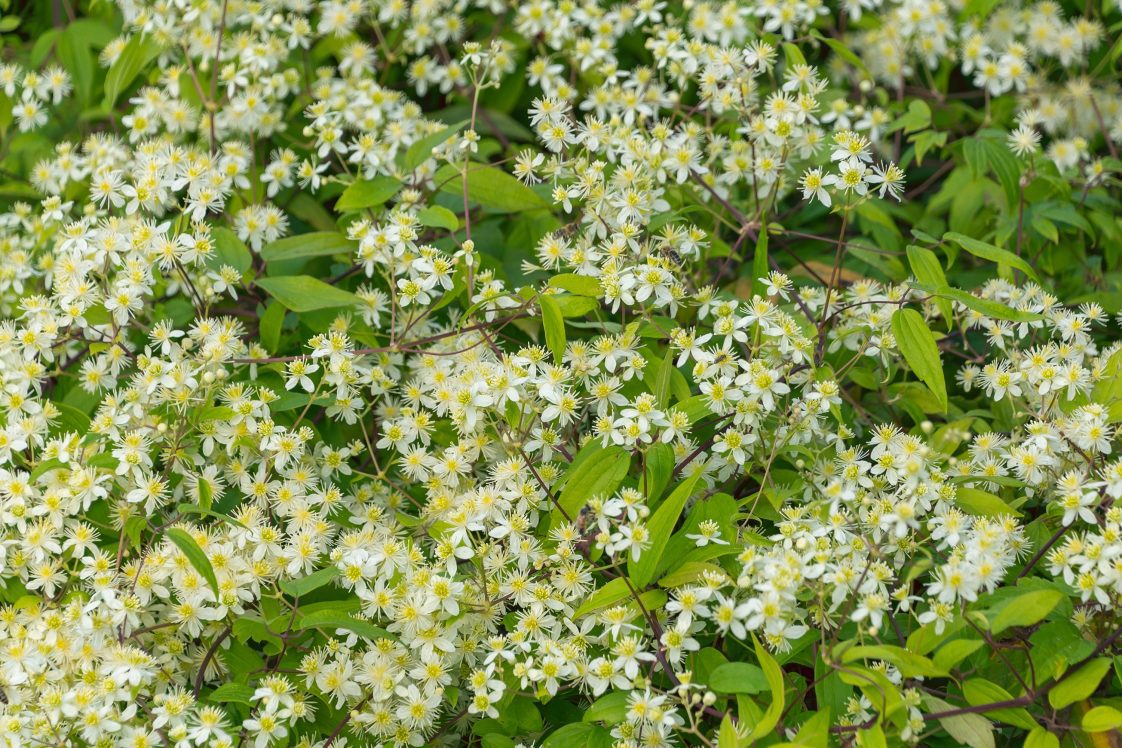 Figure 5. Blooming virgin’s bower, Clematis virginiana