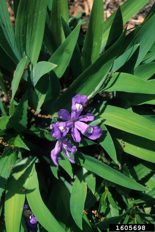 Figure 60. Dwarf crested iris (Photo credit: John Ruter, University of Georgia, Bugwood.org)