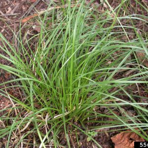 Figure 56. Cherokee sedge, Carex cherokeensis (Photo credit: Shaun Winterton, Aquarium and Pond Plants of the World, Edition 3, USDA Aphis PPQ, Bugwood.org)
