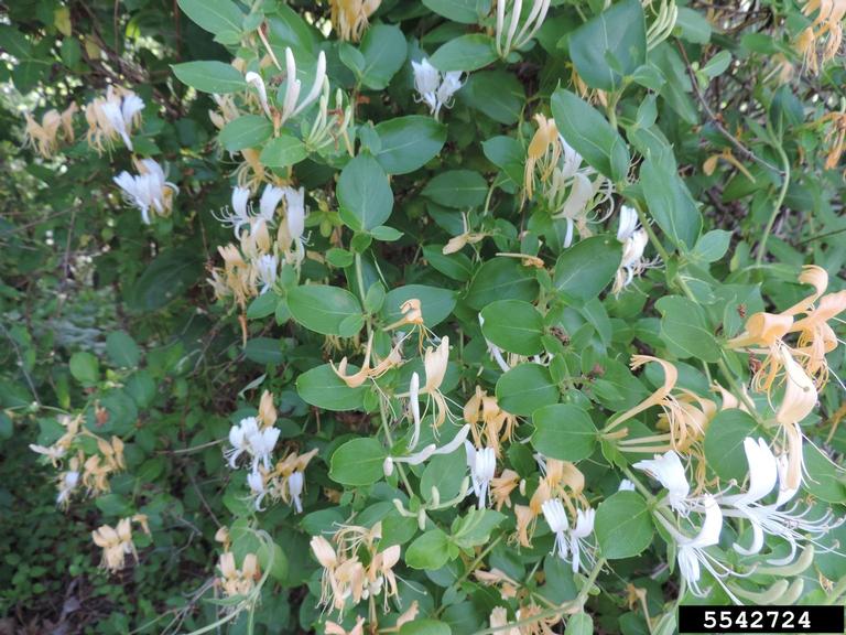 Figure 61. Japanese honeysuckle (Photo credit: Richard Gardner, Bugwood.org)