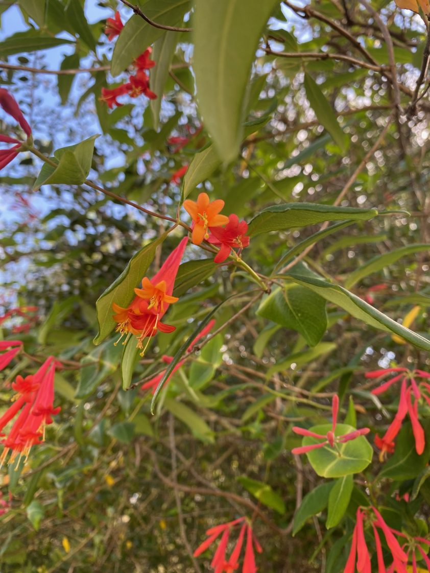 Figure 62. Coral honeysuckle