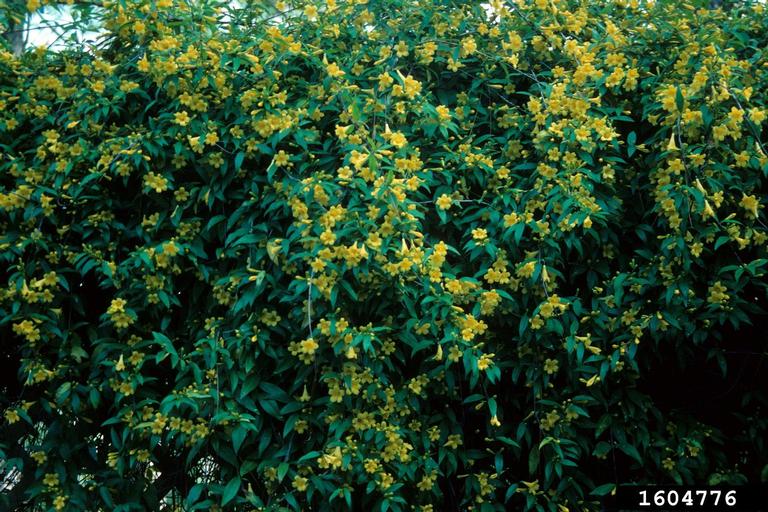 Figure 63. Carolina jessamine (Photo credit: John Ruter, University of Georgia, Bugwood.org)