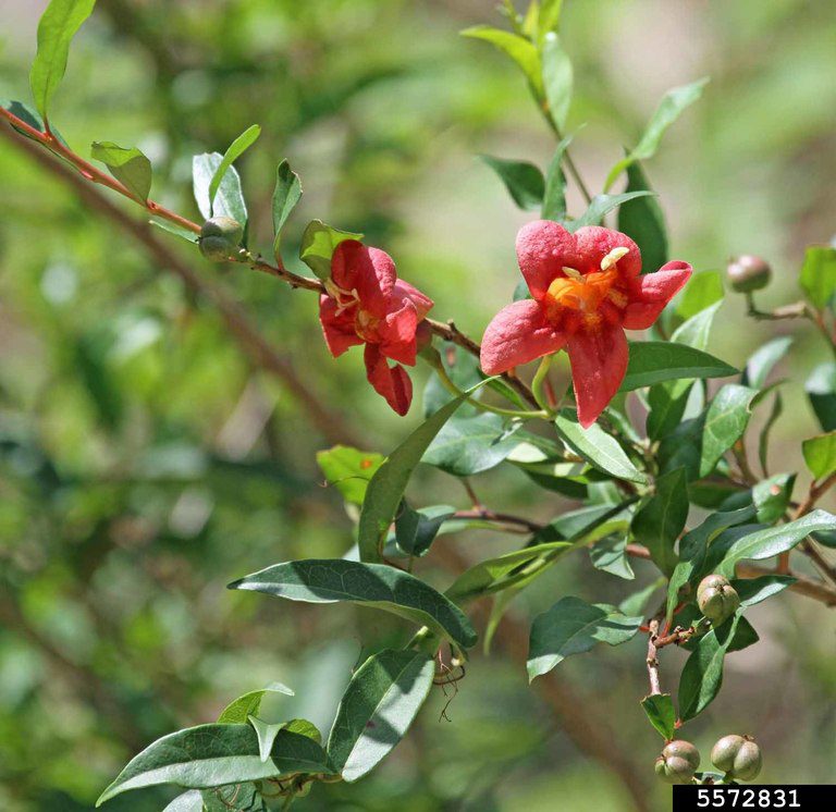 Figure 64. Crossvine (Photo credit: James R. Holland, Bugwood.org)