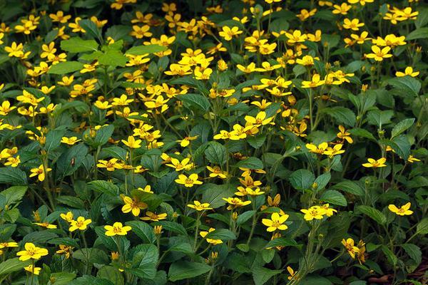 Figure 6. Green and gold used as a ground cover