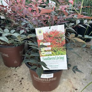 Figure 7. Nandina is a common landscape plant.