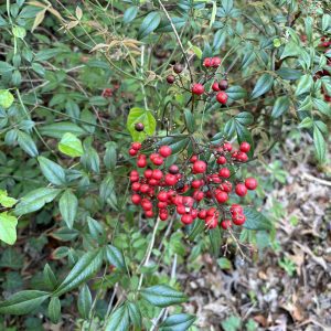 Figure 8. Fruiting nandina