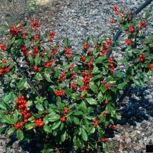 Figure 10. Winterberry holly cultivar (Photo credit: John Ruter, University of Georgia, Bugwood.org)