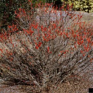 Figure 9. Red winter berries on winterberry holly (Photo credit: John Ruter, University of Georgia, Bugwood.org)
