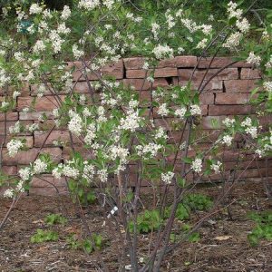 Figure 11. Flowering red chokeberry