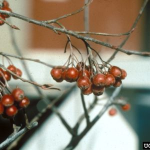 Figure 12. Red winter berries on red chokeberry (Photo credit: Richard Webb, Bugwood.org)