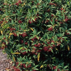 Figure 13. Florida anise (Photo credit: John Ruter, University of Georgia, Bugwood.org)