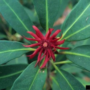 Figure 14. Florida anise flower (Photo credit: John Ruter, University of Georgia, Bugwood.org)