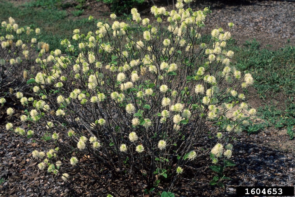 Figure 15. Witch-alder (Photo credit: John Ruter, University of Georgia, Bugwood.org)