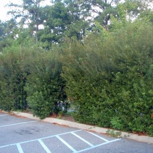 Figure 48. Hedge of southern wax myrtle