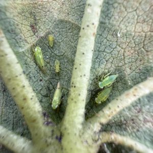 Cotton jassids on the underside of a leaf