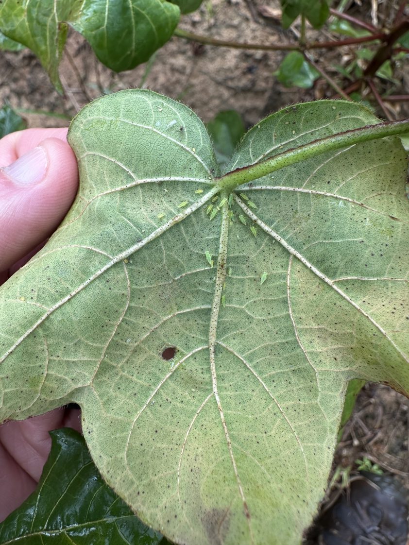 Cotton jassids can be found on the underside of a cotton leaf.