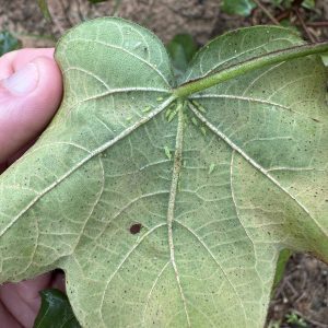 Cotton jassids can be found on the underside of acotton leaf, where they feed on plant juices with their piercing mouthparts.