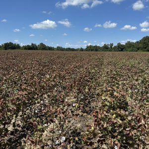 Extremely damaged cotton field from jassids.