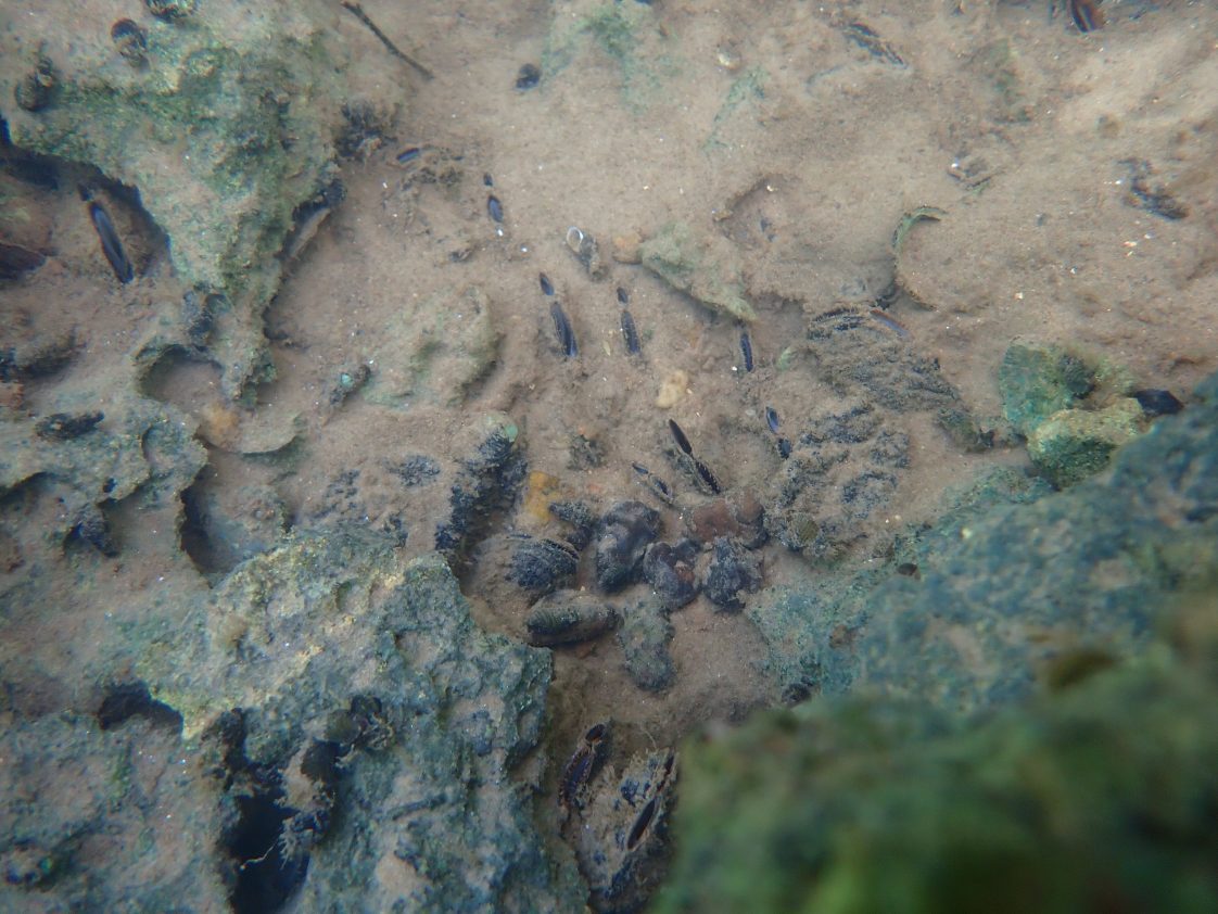 Figure 2. Mussels in a sandy creek bed (Photo credit: Caitlin Sweeney)