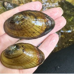 Figure 4. Finelined pocketbook mussel (Photo credit: Brittany Barker-Jones)