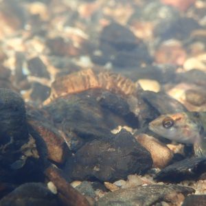Figure 5. Mussel lure display alongside log perch (Photo credit: Brittany Barker-Jones)