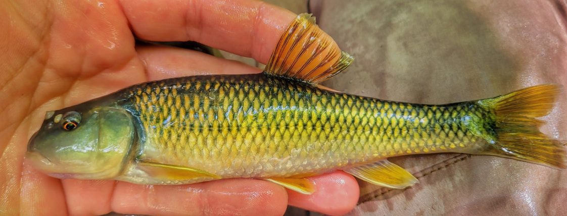 Figure 6. Bluehead chub (Photo credit: Jason Dattilo)