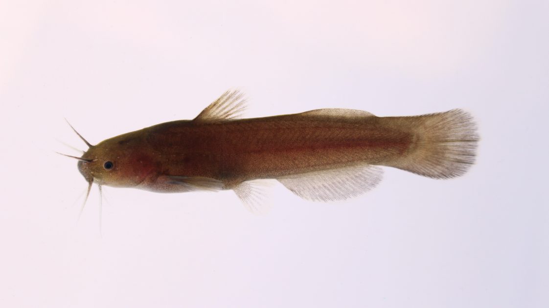 Figure 7. Madtom (Photo credit: Bryson Hilburn)
