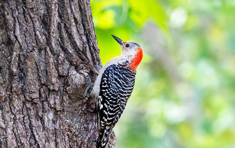 Female Red-bellied Woodpecker in Tree