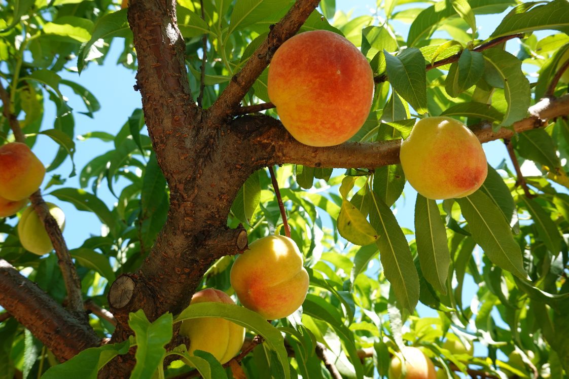 Peaches on a tree in Chilton County.