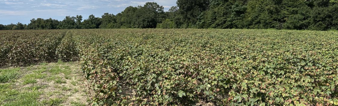 Early signs of jassid damage on a cotton field.