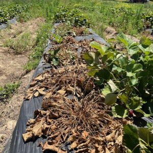 Phytophthora in Strawberry plants