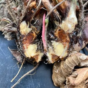 Phytophthora in Strawberry roots