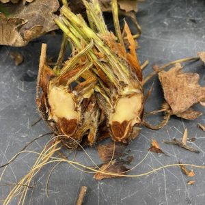 Phytophthora in Strawberry, beginning stages