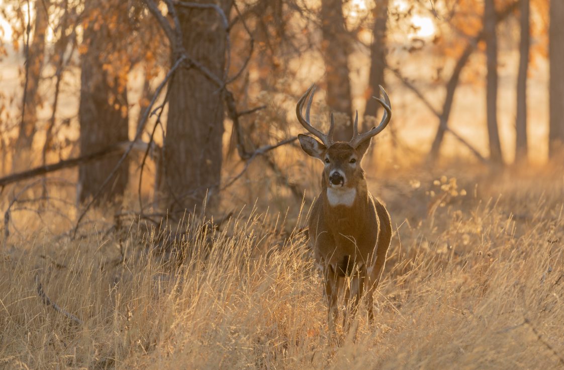 A buck in a field at daybreak with trees in the background.