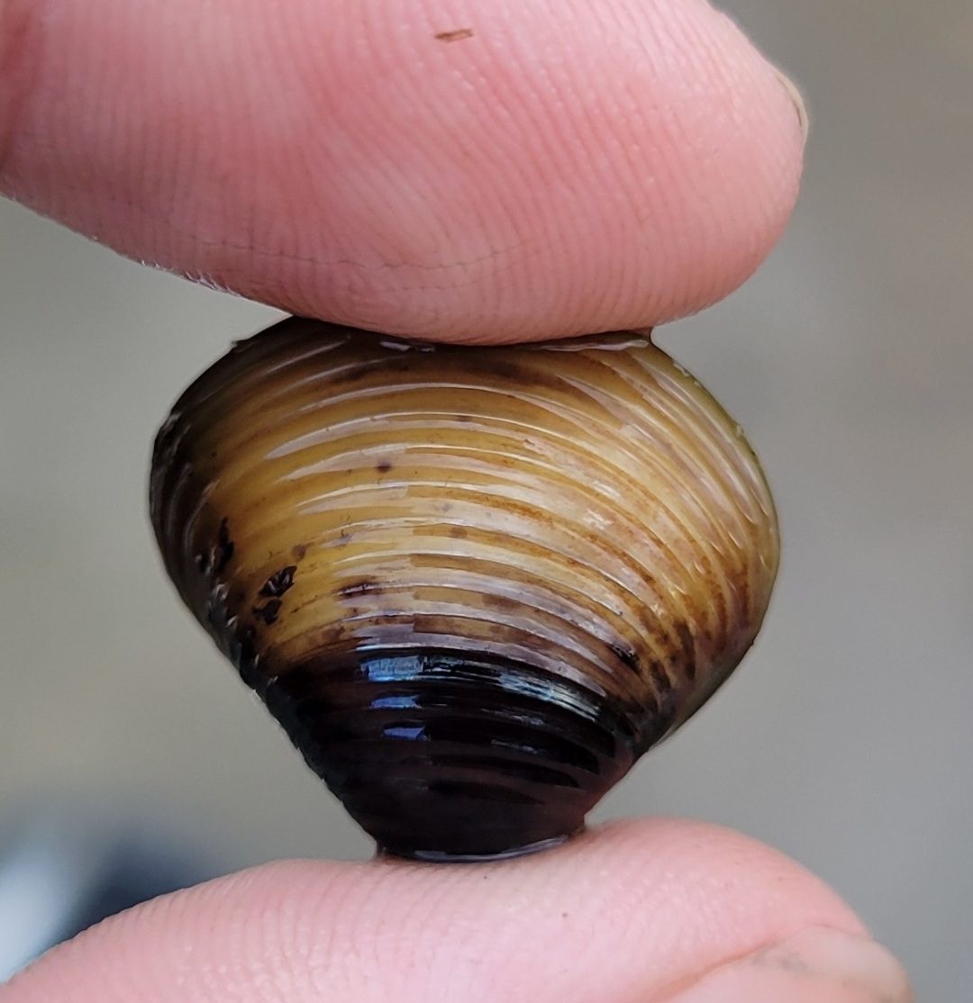 A close-up image of an Asian clam.