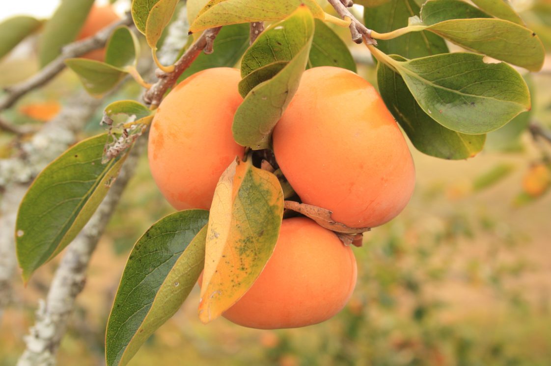 Persimmons growing on a tree.