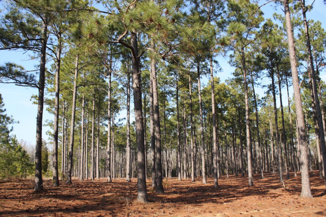 A stand of pine trees.