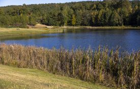 A pond with pristine, clear water.