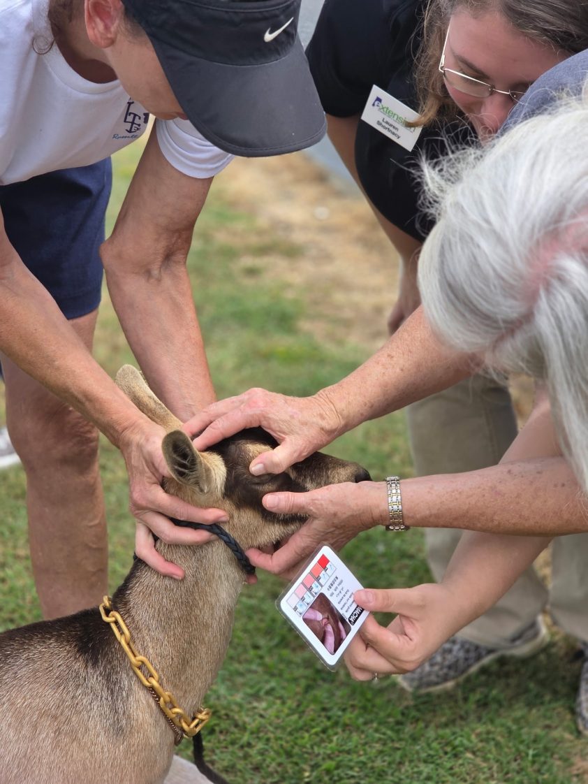 Small-scale farmers using a FAMACHA diagnostic tool with Urban Regional Extension Agent Lauren Shortnacy