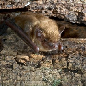 Figure 1. Big brown bat (Eptesicus fuscus).