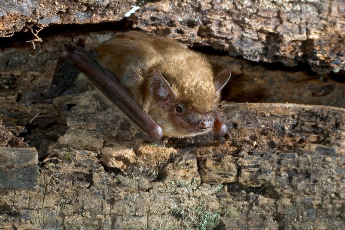 Figure 1. Big brown bat (Eptesicus fuscus).