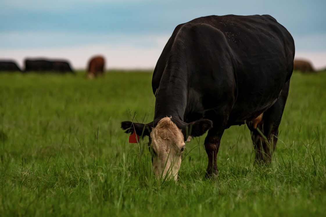 Angus crossbred cow grazing lush bermudagrass
