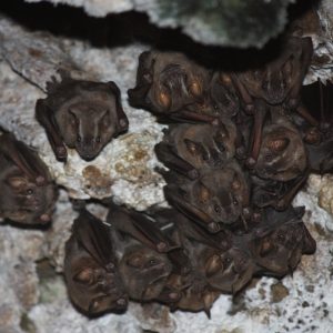 Figure 2. Mexican free-tailed bat (Tadarida brasiliensis).