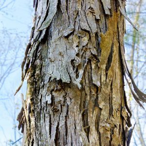Figure 5. Shagbark hickory (Carya ovata).