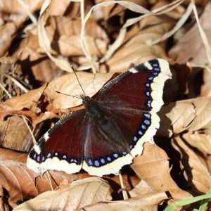 Mourning Cloak