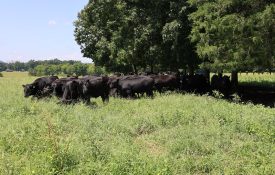 Angus Beef Cattle in Pasture and Shade