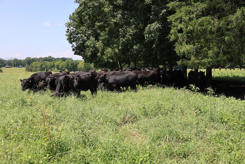 Angus Beef Cattle in Pasture and Shade