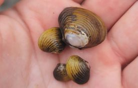 An Asian clam in the palm of someone's hand.