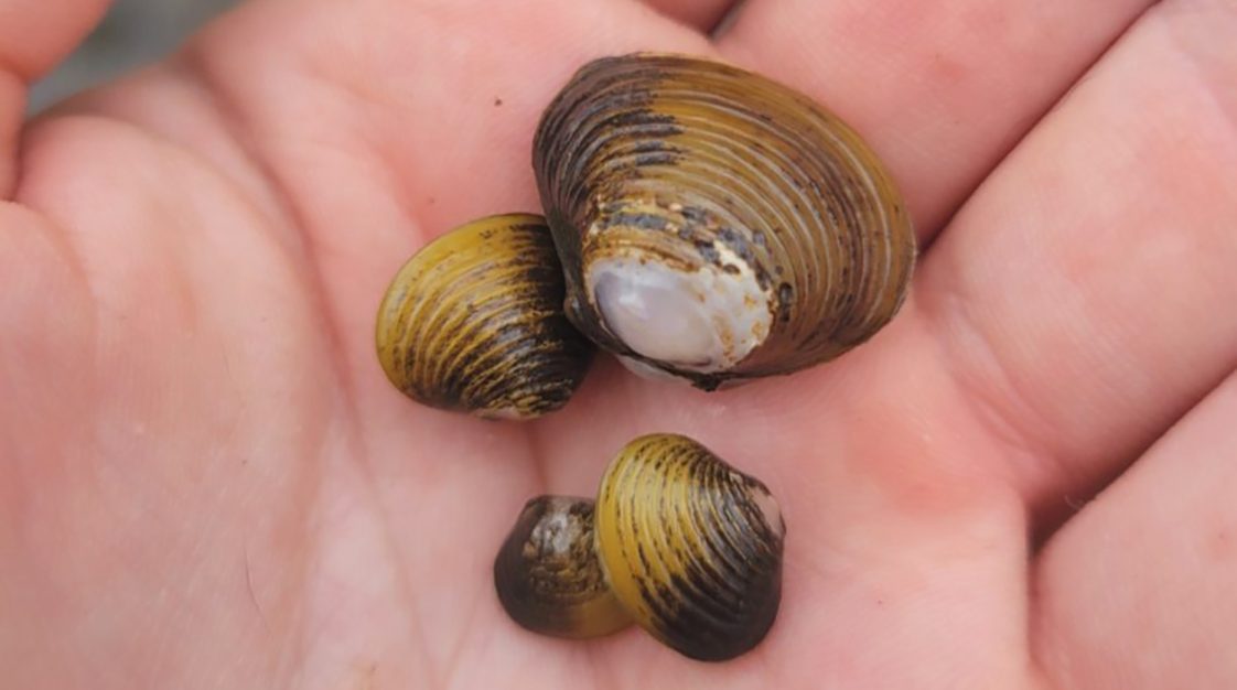 An Asian clam in the palm of someone's hand.